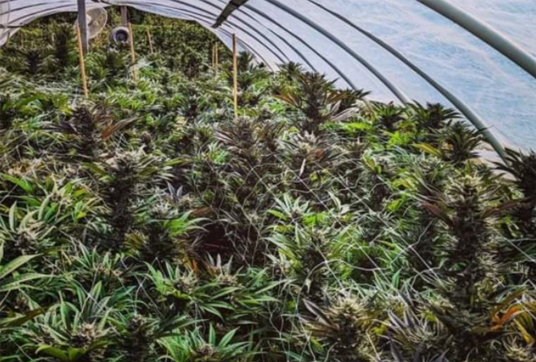 Cannabis retailer High Tide’s quarterly sales nearly double to CA$95.4M